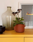 Nova | Plant Pot 01 | Burnt Ochre