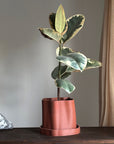 Amanitas Garden | Plant Pot 01 | Burnt Ochre