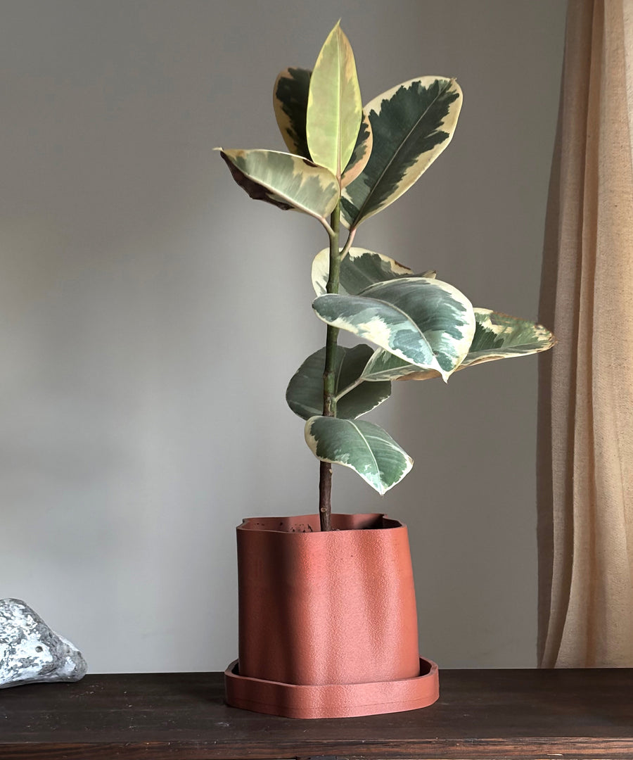 Amanitas Garden | Plant Pot 01 | Burnt Ochre
